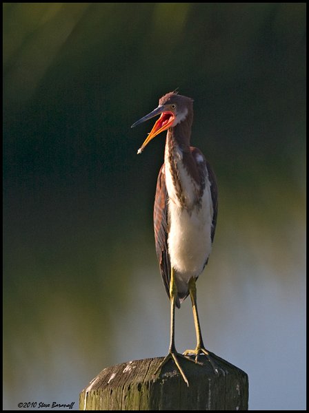 _0SB7478 tricolor heron.jpg